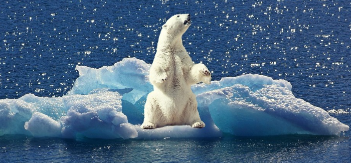Polar bear in Sicily